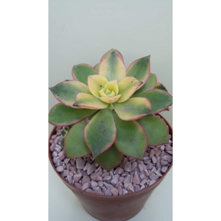 Aeonium haworthii kiwi