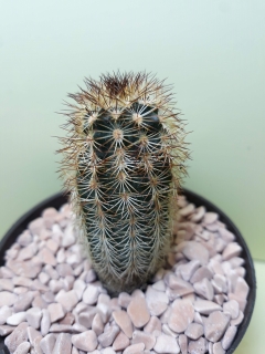 Echinocereus pectinatus