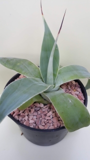 Agave attenuata