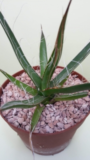 Agave filifera