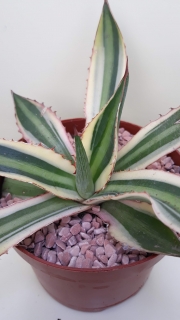 Agave lopantha quadricolor