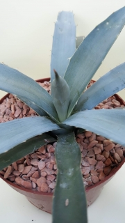 Agave macracantha