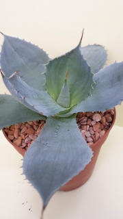 Agave pygmaea