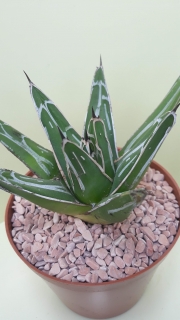 Agave victoriae-reginae