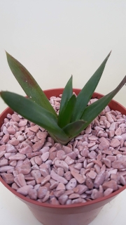 Aloe Black Gem