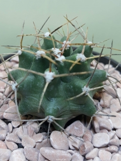 Echinocereus triglochidiatus