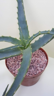 Aloe arborescens