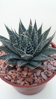 Aloe aristata