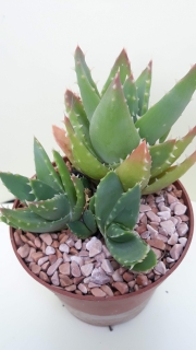 Aloe brevifolia