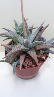 Aloe descoingsii