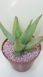 Aloe hybrid