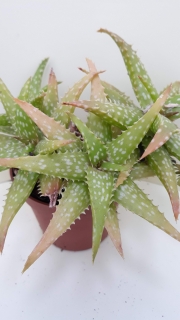 Aloe jucunda