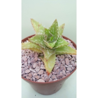 Aloe juvenna