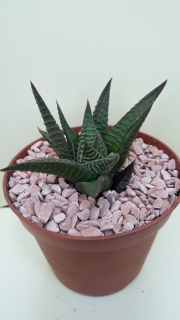 Aloe limifolia