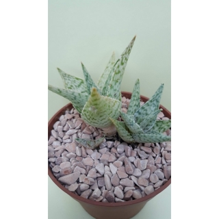 Aloe rauhii ,Snowflake,