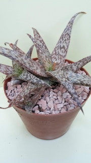 Aloe rauhii