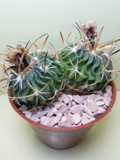 Echinofossulocactus hyllacanthus